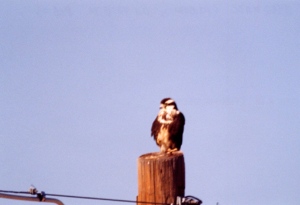 Hawk, Aplomado Falcon, Rte 90, TX, 2-03, B08P100I01e.jpg - Aplomado Falcon